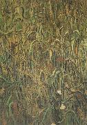 Ears of Wheat (nn04), Vincent Van Gogh
